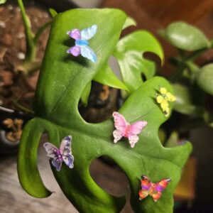 Small Butterfly 5-pack