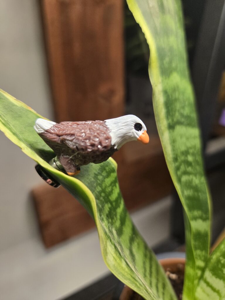 "Billy" The Bald Eagle