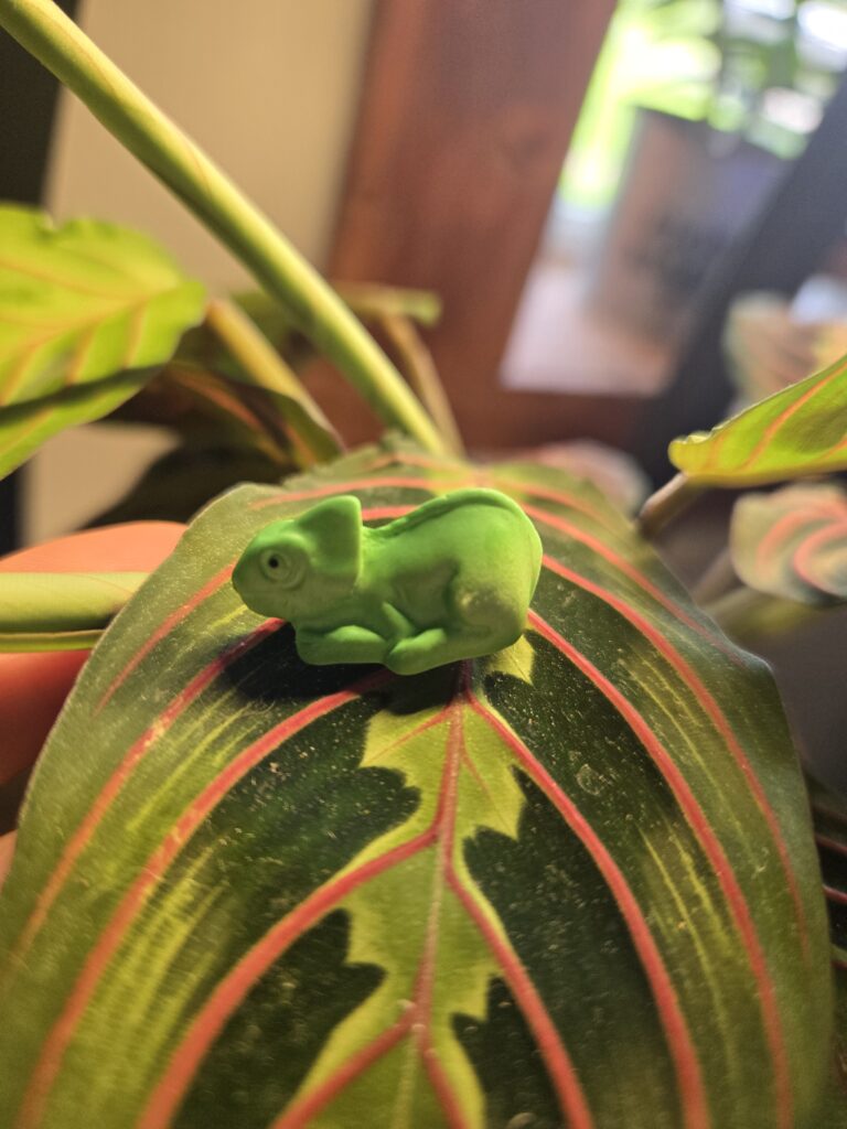 "Casper" The Chameleon
