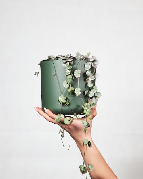 The Art of Plant Decoration