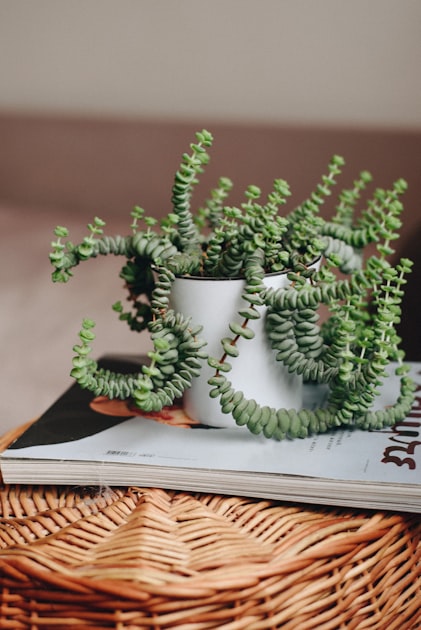 Eco-Friendly Home Decor Ideas