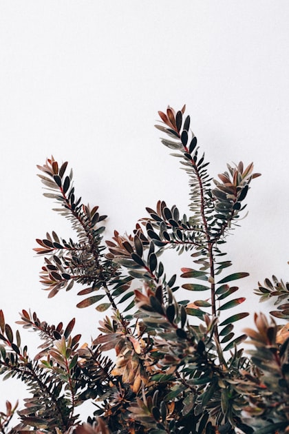 Caring for Your Plants and Charms