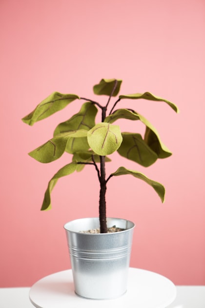 Gift Ideas for Plant Lovers
